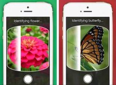 安菲科技APP开发-植物识别APP开发 扫一扫就知道情况