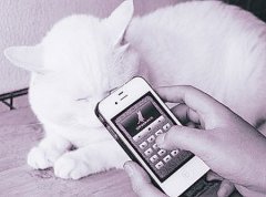 安菲科技APP开发-动物语言翻译软件开发借助AI需克服哪些困难