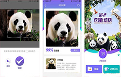 安菲科技APP开发-大熊猫认脸APP开发 告别脸盲症