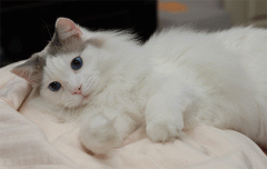 安菲科技APP开发-猫村app定制开发点评 猫村app如何