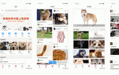 安菲科技APP开发-宠友帮app点评 宠友帮app好用吗