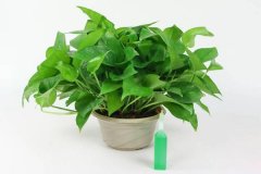 安菲科技APP开发-开发制作绿植app帮助识别植物种类了解护养方式陶冶情操