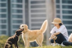 安菲科技APP开发-上门宠物服务小程序开发提升用户体验和服务效率